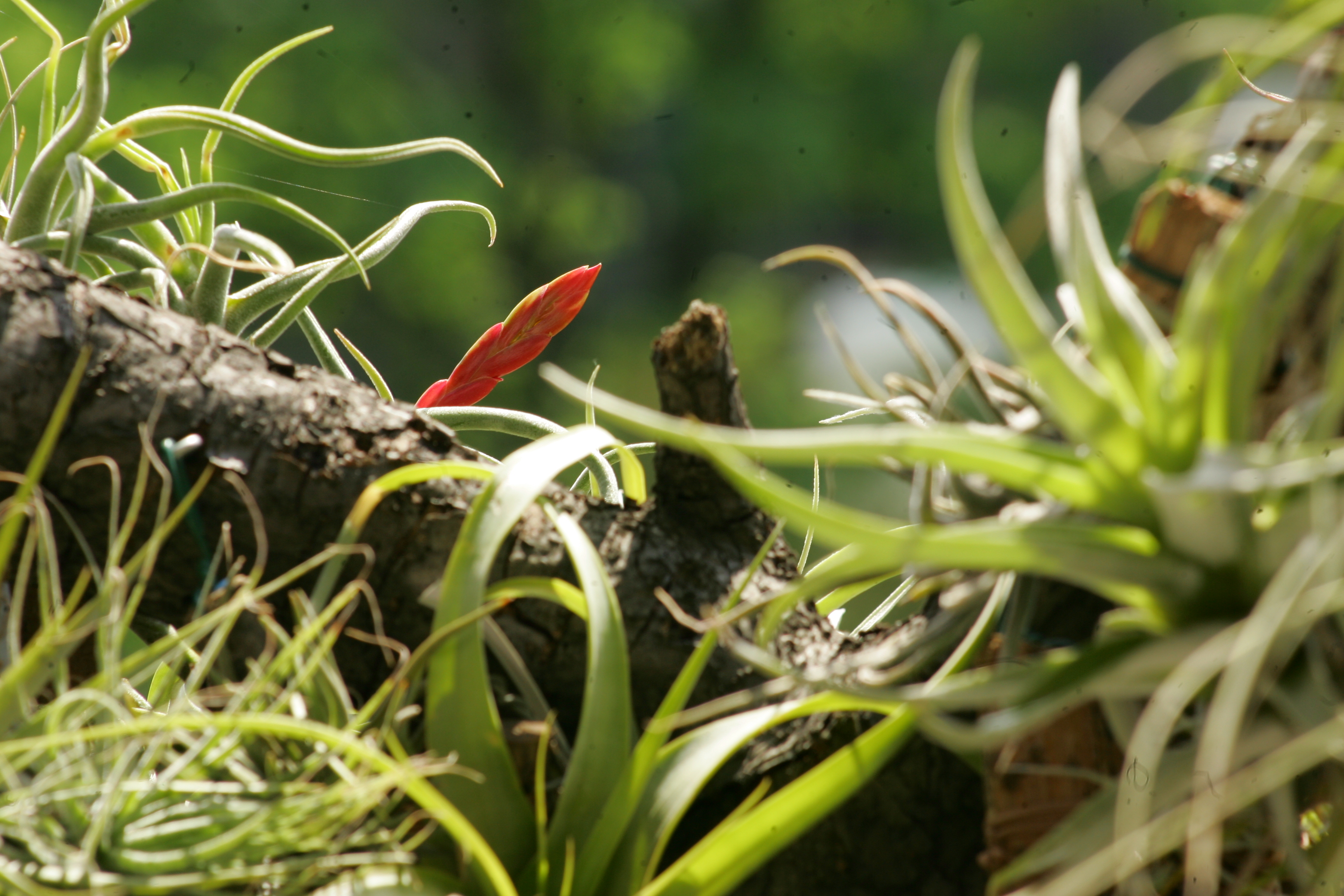 Kvetoucí Tillandsia caput-medusae